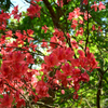250504京都植物園36