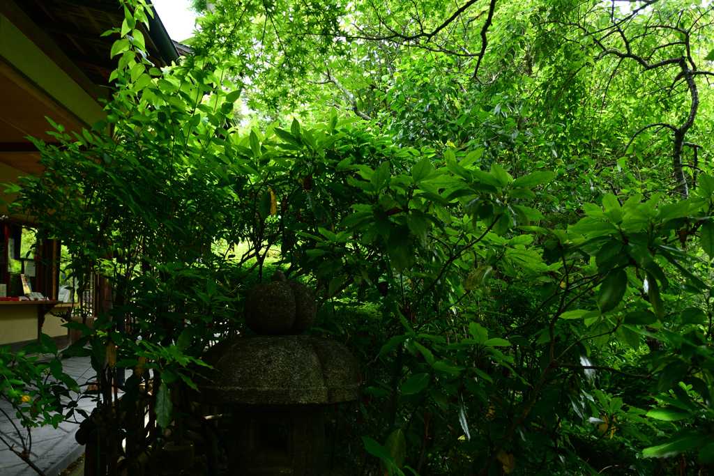250606妙心寺退蔵院38