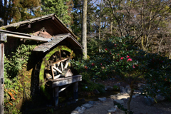 220209京都植物園34