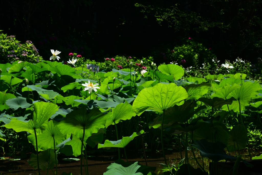 240705京都植物園28