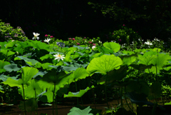 240705京都植物園28