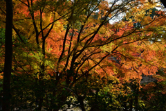 251120e円山公園40