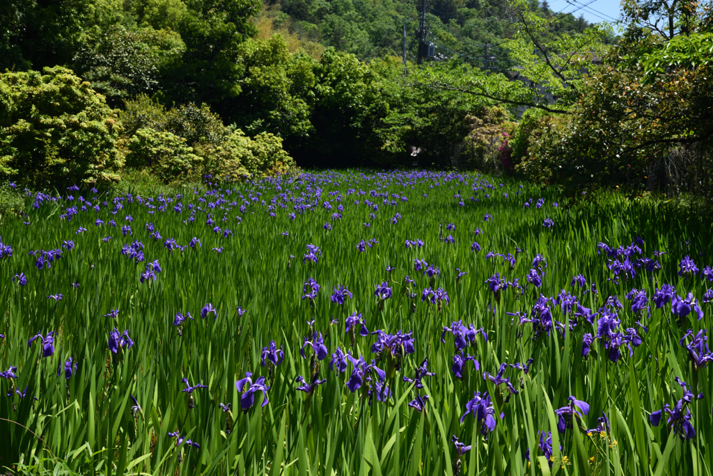 190508a大田神社02
