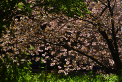 190420c平野神社21