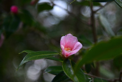 250228京都植物園42
