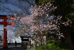 210320a平野神社03