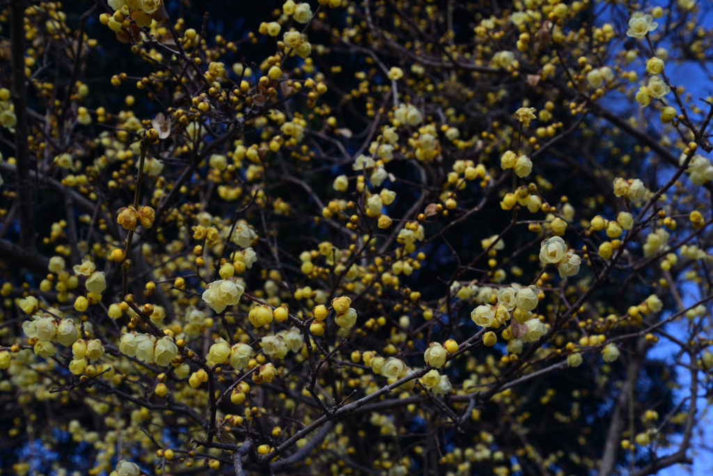 250210d京都植物園22