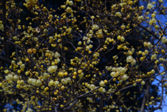 250210d京都植物園22
