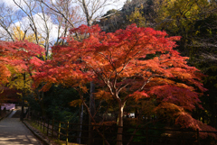 241210d奈良公園21