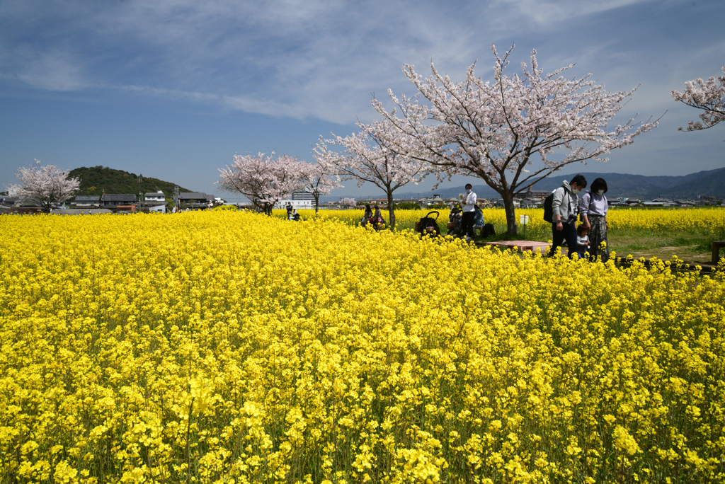 220406a藤原宮跡14