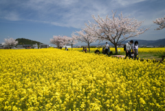 220406a藤原宮跡14