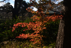 211204京都植物園07