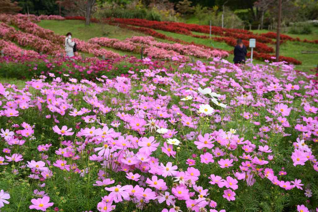 201018馬見丘陵公園13