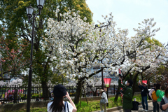 250408b造幣局08
