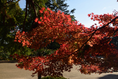 191210a京都植物園02