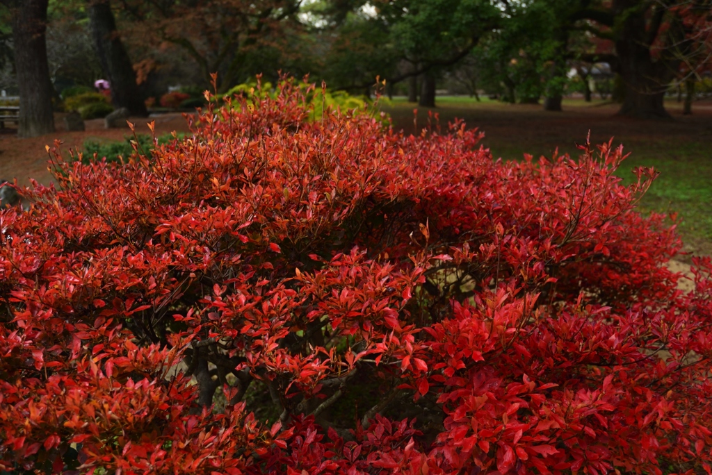 181204b京都御苑21