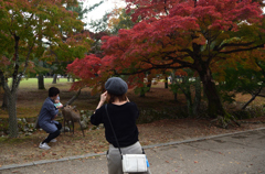 201108奈良公園28
