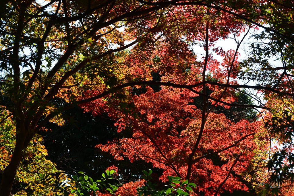 251115b妙祐久遠寺07