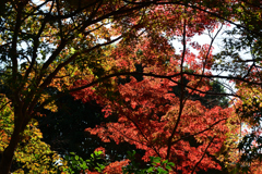 251115b妙祐久遠寺07