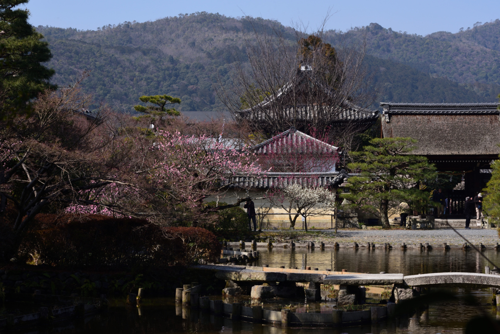 190305a梅宮大社19