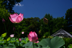 240705京都植物園58