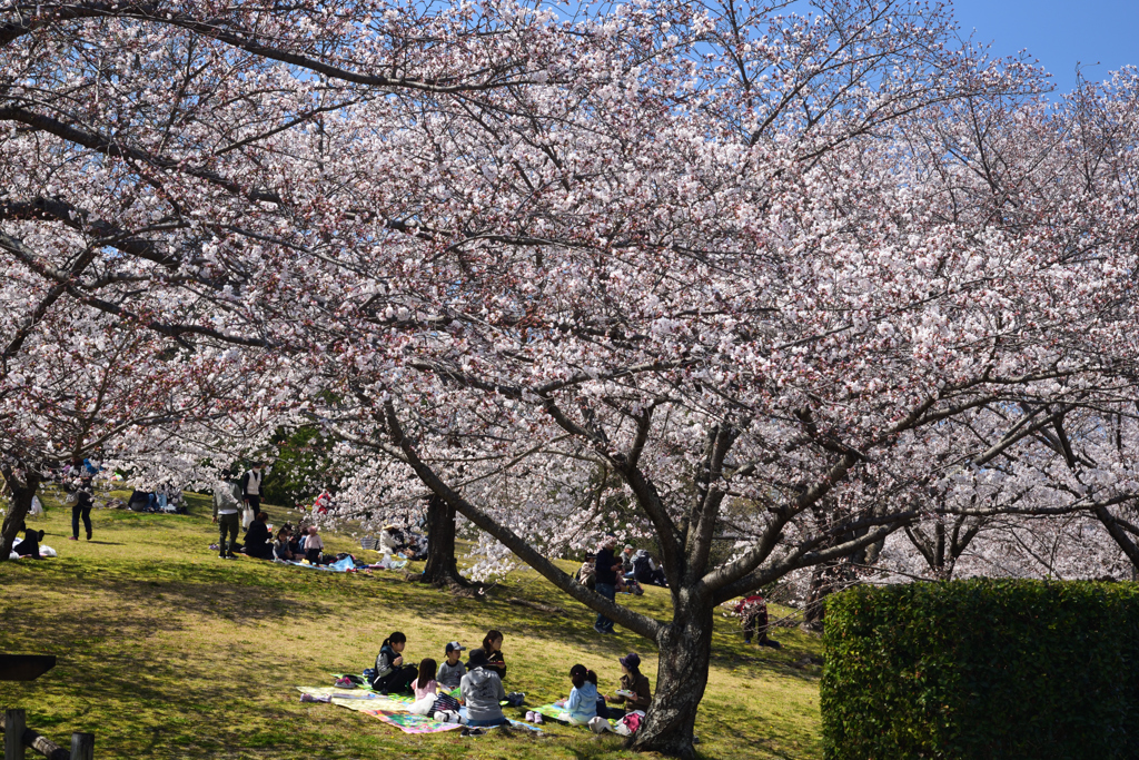 190404a馬見丘陵公園58