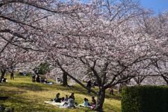 190404a馬見丘陵公園58