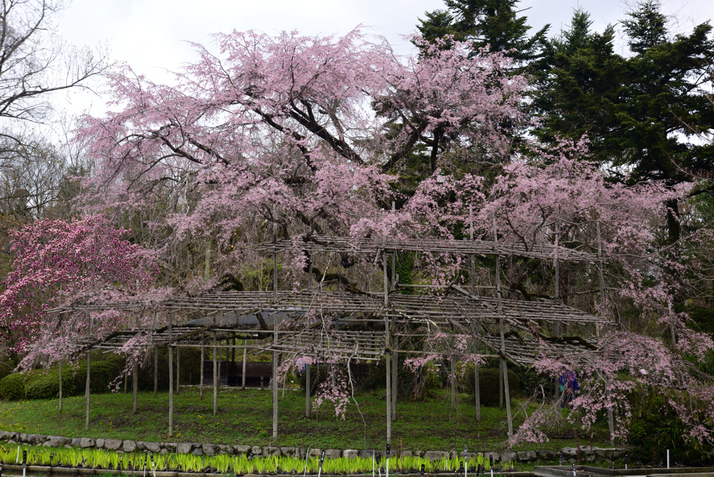 240404a京都植物園40