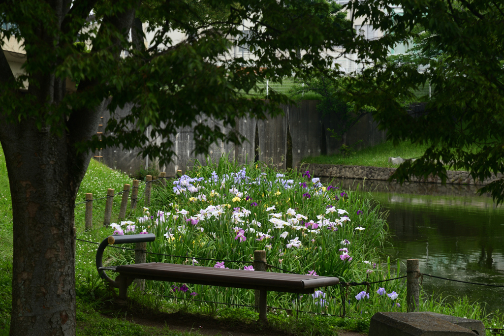 230610a白鷺公園30