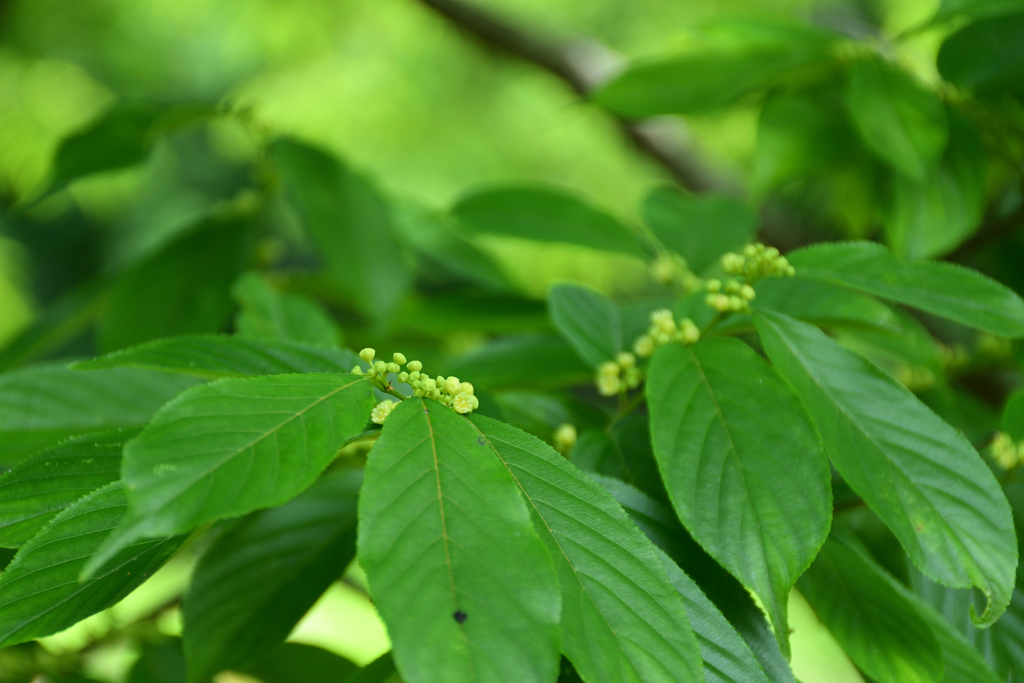 250601京都植物園06