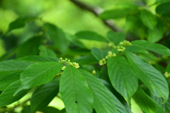 250601京都植物園06
