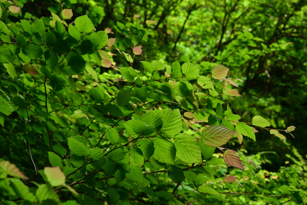 250518京都植物園30