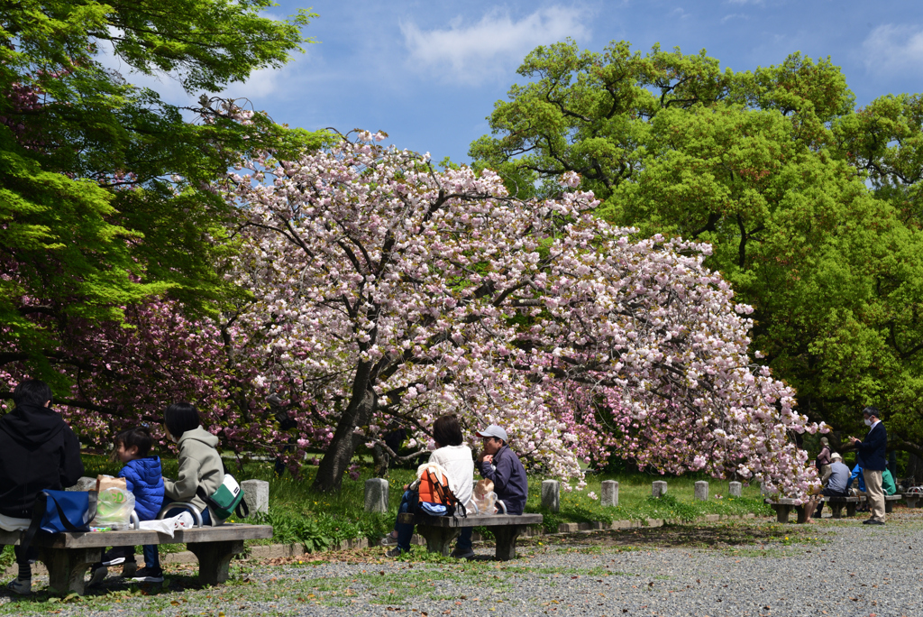 220416d京都御苑12