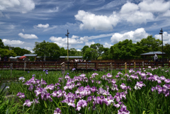190603a山田池公園23