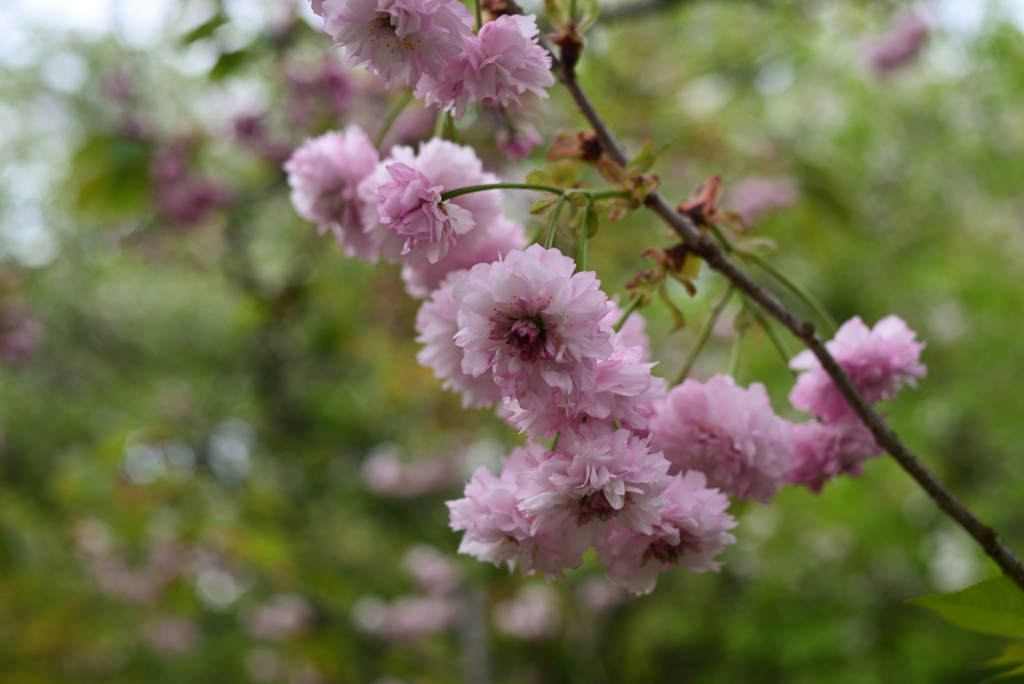 230411a京都植物園15