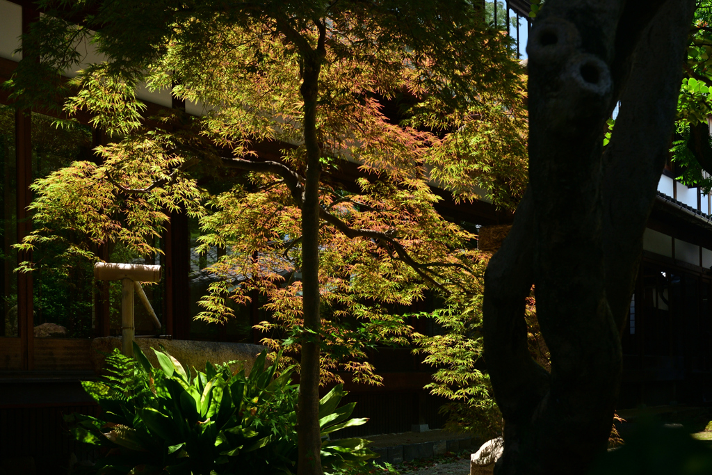 230711a四天王寺24