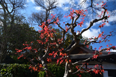231213a上賀茂神社06