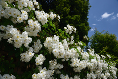 200524長居植物園26