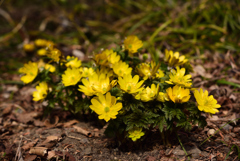 190222a京都植物園31