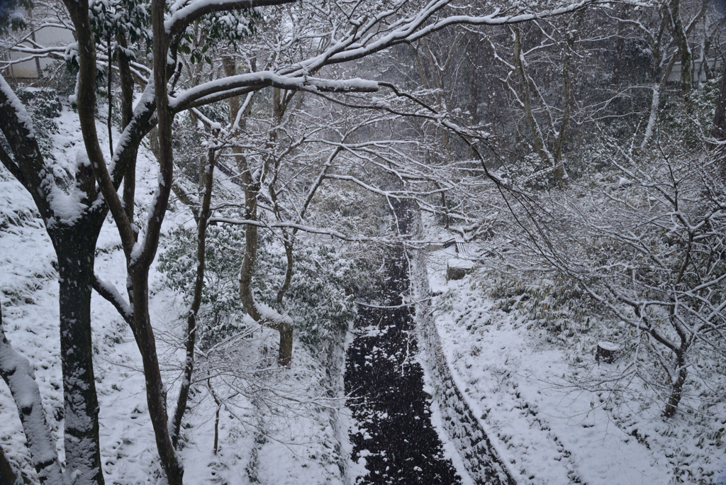 250208a東福寺49