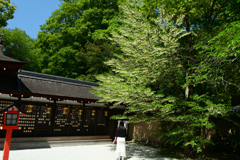 250513下鴨神社09