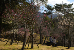 200306a奈良公園05