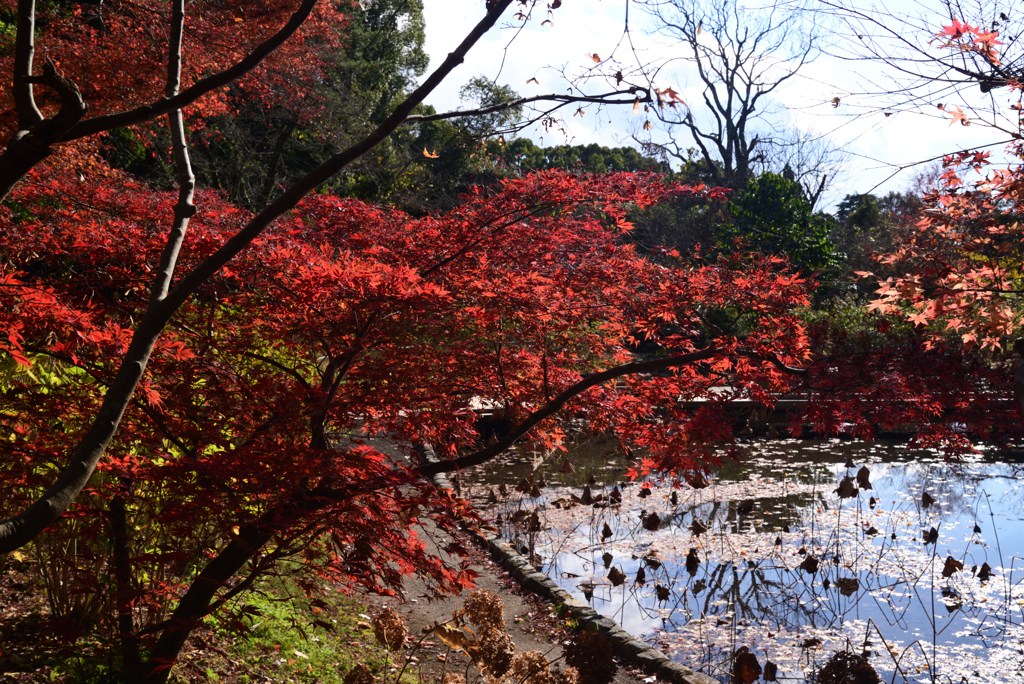 211204京都植物園05