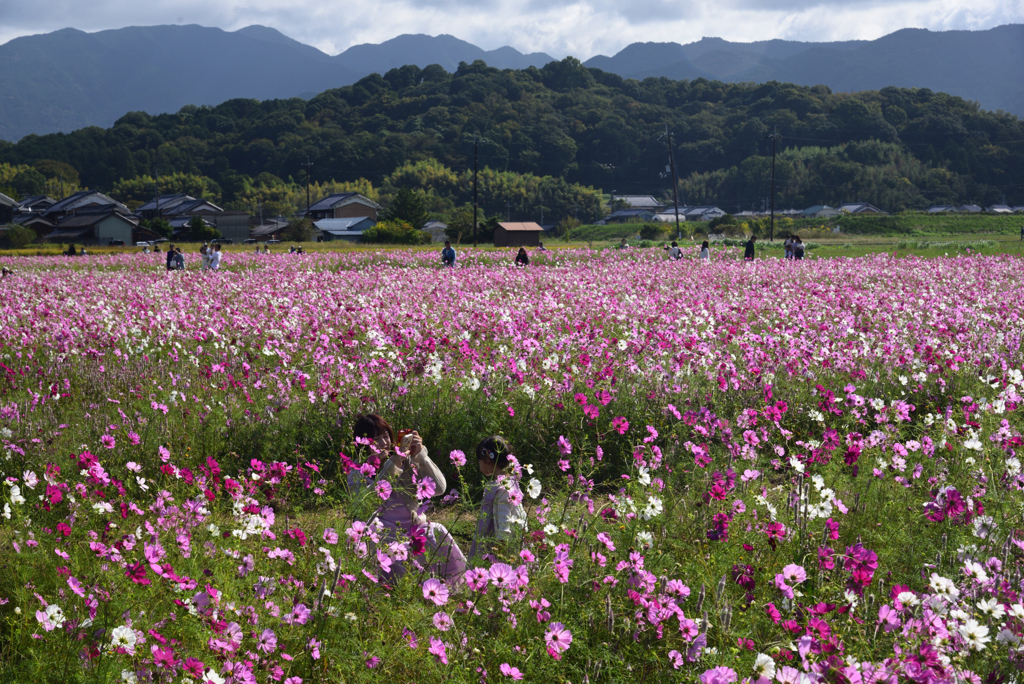 241020a藤原宮跡41