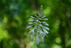 240705京都植物園30