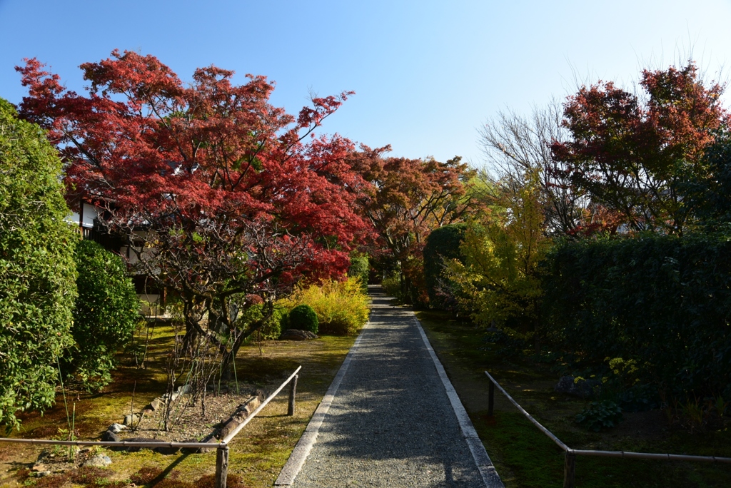 181125a妙心寺04大通院