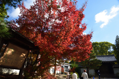 191205a東福寺12