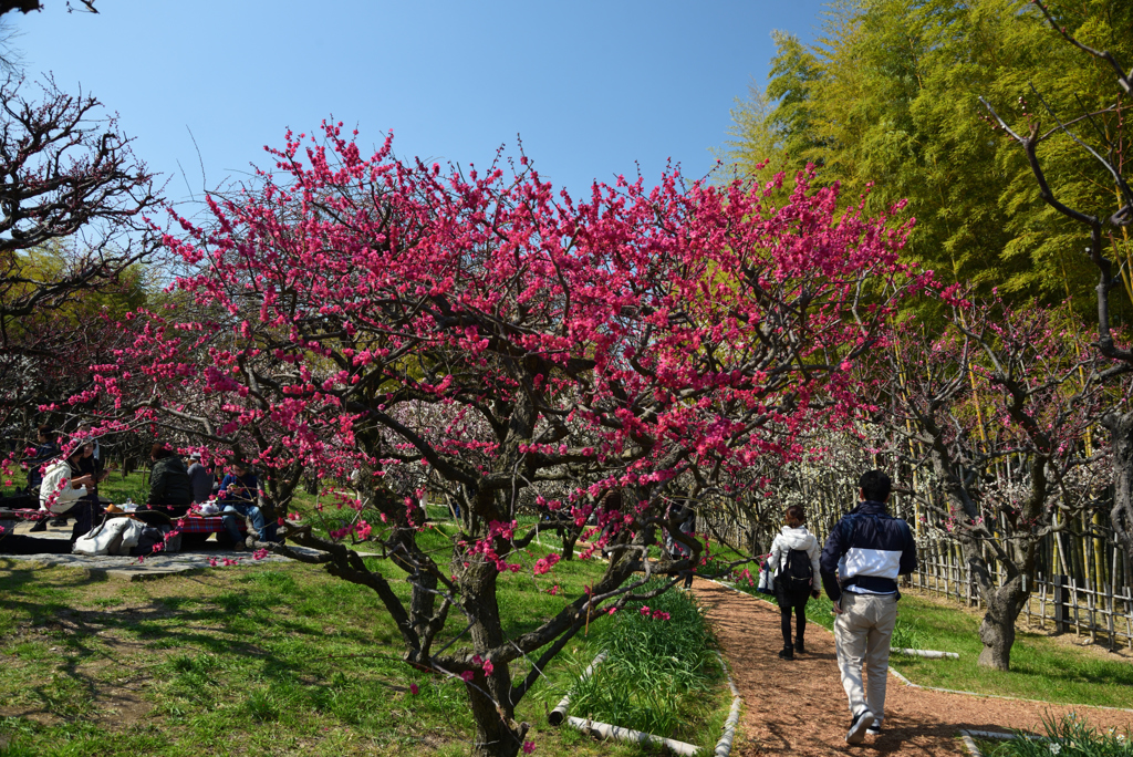 190302a万博公園37