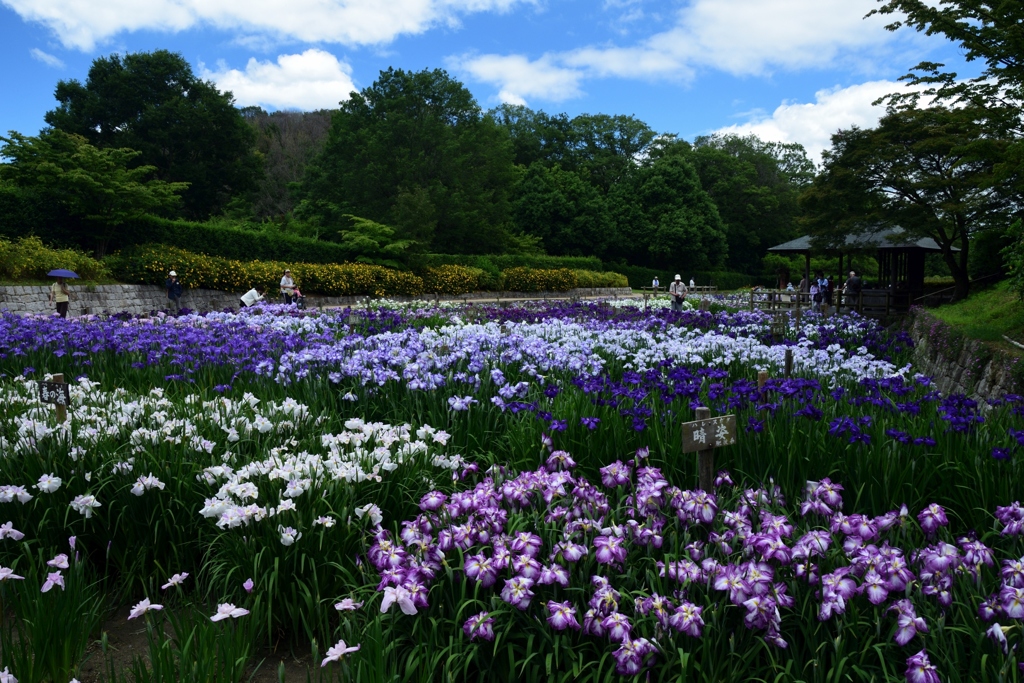 180613馬見丘陵17+