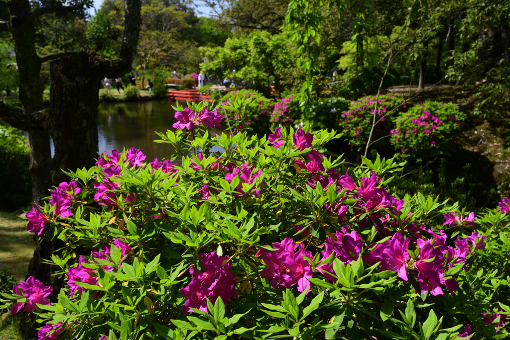 230423c萬葉植物園64